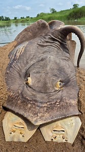 Unbelievable Big Giant Fish seen and catch in river Water. #fish #fishing | Fisherman Animal Lover-Original