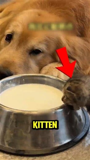A Grieving Dog Finds a Kitten to Love 🥹💛