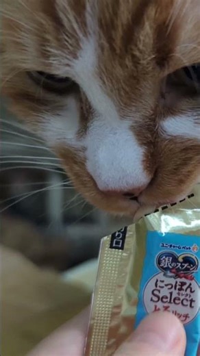 04/04 銀のスプーンとろリッチホタテ、みい太🐈