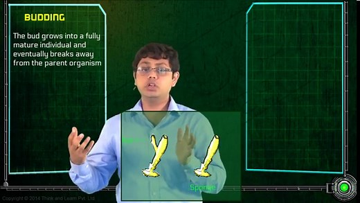 Asexual Reproduction In Plants- Types and Methods
