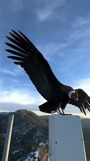 Andean Condor – God of the Skies
