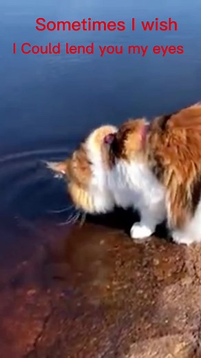 #therian #theriotpyes #itsnotaseasyaspeoplethink #therian #fyp #getontherighfyp #calicomainecoon #articfox #sugarglider #austrialianshepherd #philippinecockatoo #sandcat #wolf #cheetahcub