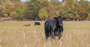 Late gestation cow management