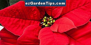 Как да отглеждаме Caesalpinia Pulcherrima като домашно растение 🌱 Съвети Градинари - Bg.ezGardenTips.com