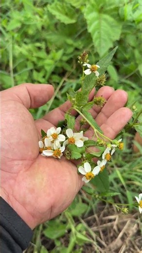 📌 HEAL YOUR STOMACH AND CLEANSE YOUR BODY WITH CHIPACA! 🌿🛡️