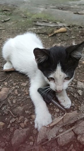 dog#shorts #petsrule #funny #funnypets #petvideos # tending #entertaininganimals #funnydog