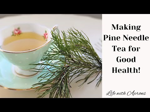 Making Pine Needle Tea for Good Health!