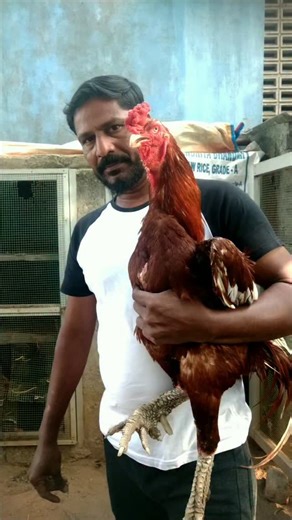 NEMI RAJ. M | MY BREEDER 🔥🔥 | Instagram