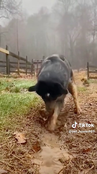 Dogs keep digging and digging # Dogs # Funny.