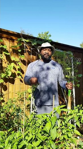 The Nakid Gardeners - Intro Urban Backyard Gardening #shorts