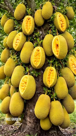 easy and fast techniques for propagating and growing jackfruit trees #garden #fruits #nature #jackfruit | Tree Garden