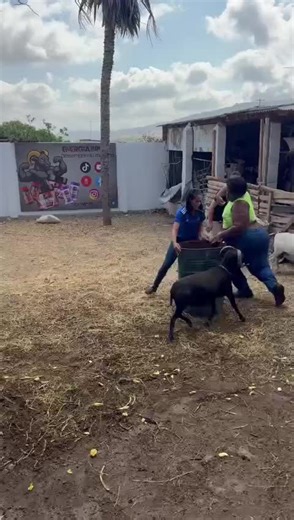 #BalliBotMogis #TrendingReels #TrendingReels #Foryoupage ##FYP #FYP #ViralTikTok #MillionViews #TechMagic #SmartBot #AITrend #RobotVibes #Innovation