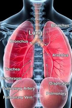 3D Animation Video || Medical shorts animation