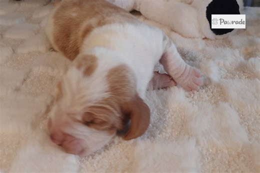 Cooper - Basset Hound Puppy E9597C