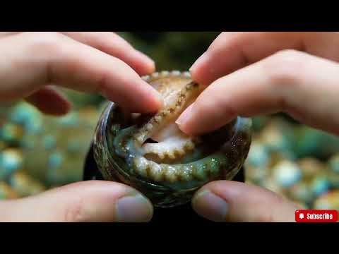 🔴 ASMR Trigger Assortment with Live Abalone | Tapping, Scraping, Slicing & Water Sounds