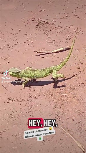 Scared chameleon in water #trending #viral #funny #reels #shorts #youtubeshorts #fyp #love #foryou