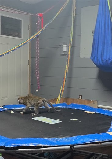 Baby monkey jumping on trampoline | Baby Monkey