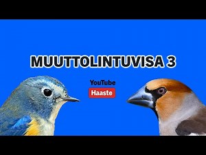 Muuttolintuvisa 3/3