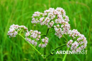 Pimpinella Anisum Guide: How to Grow & Care for “Anise”