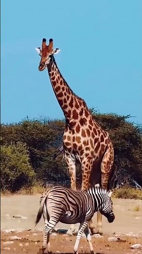 can you believe giraffe Sleeps Only 30 Minutes a Day! 🦒