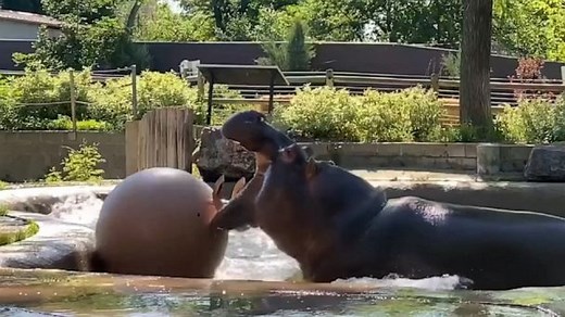 Hippo has a blast playing with a ball at zoo