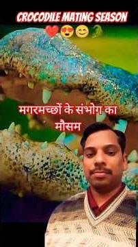 Crocodile mating behavior you’ve never seen 😊❤️🐊 #shortsfeed #wildlifeshorts #crocodile