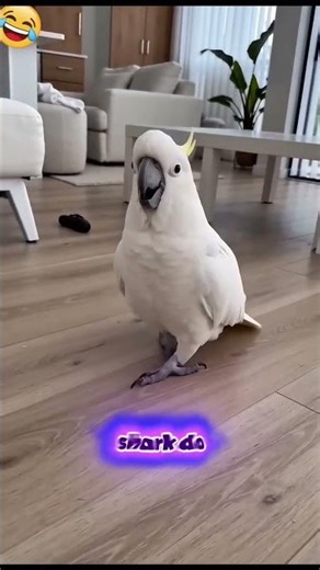 الببغاء يغني بيبي شارك بصوت يضحك #ببغاء #BabyShark #Parrot