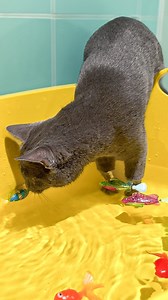 Trying to make your cat like water? 🐱💧 Start slow, stay calm, and let them explore at their own pace ✨ A little patience gentle vibes = bath time success 😻🛁 Watch the transformation! 👀💦 #cat#catbath | Mia Lucina