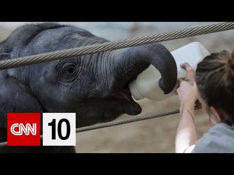 Meet the baby elephant making her National Zoo debut | April 16, 2026