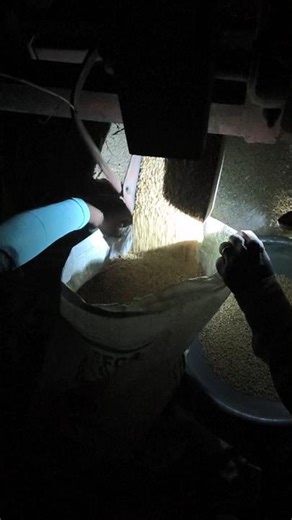 Gehu ki katrai #shorts #gahu #viral #viralvideo #funny #comedy #trending #trend #gaming #shortsfeed