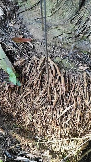 cricket or grasshopper?