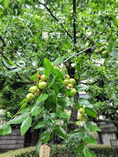 乃木寺〜乃木邸へ。 #お寺 #乃木坂どこへ #東京 #観光 #日常
