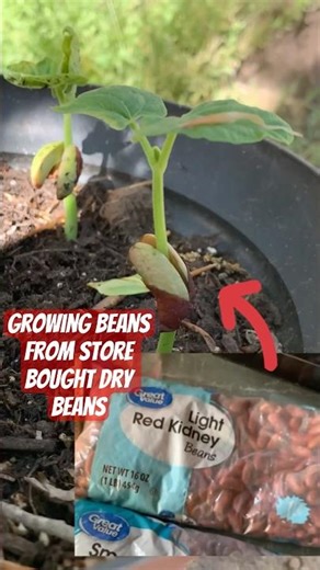 Growing beans from store bought beans!! Will update✌️ #beans #plants #gardening #savemoney