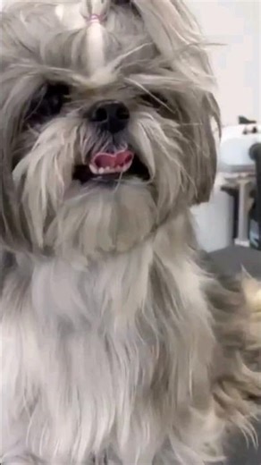 "🐾 Angry Grey Shih Tzu: A Grooming Tale of Elegance Unveiled! ✨ Watch the Fluffy Charmer Transform!