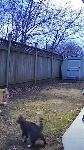 Fierce Fight Between Wild Cats: Territory Battle #TerritoryBattle #animalconflict #naturedrama