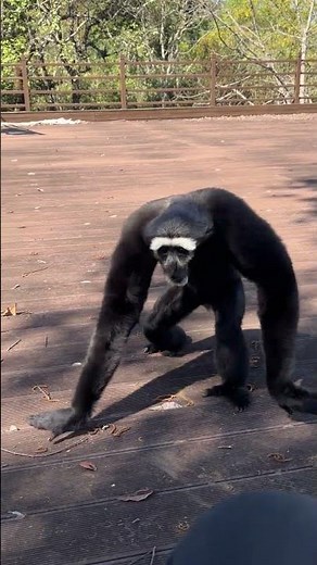 😯😯😯Monkey/Gibbon running and Roaring #cute #monkeygibbon #kitty #fyp #foryou #kitten