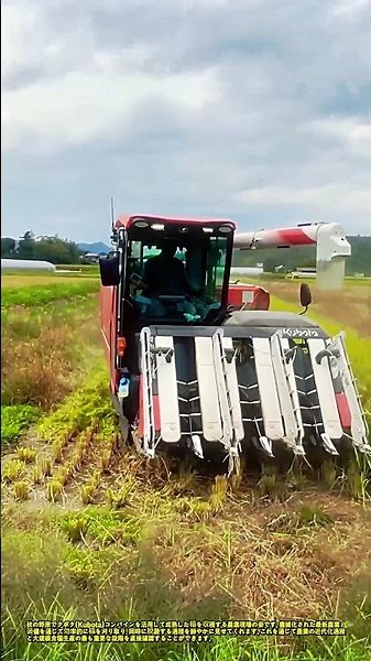 クボタコンバイン稲刈り作業 #works #harvest #agriculture #kubota #farming