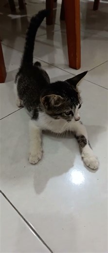 Domestic Short Hair Kitten For Adoption - 3 Months, Baby The Adventurer from Teluk Panglima Garang..