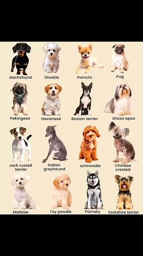 🐾 15 Small Dog Breeds You’ll Absolutely Love 🌭 1. Dachshund Known as the “sausage dog,” they’re playful, curious, and full of courage. 🐶 2. Shorkie A Shih Tzu Yorkie mix—loyal, energetic, and affectionate. 🦊 3. Pomchi This Pomeranian Chihuahua mix is bold, tiny, and super cuddly. 🐾 4. Pug Charming, funny, and affectionate—pugs are true lap dogs with big personalities. 🦁 5. Pekingese Regal and fluffy, these little lions are independent yet loving. 🐕 6. Havanese Friendly and playful, known 