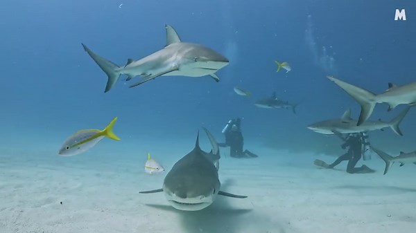 iPhone captures inside of a shark