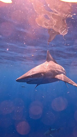 Sandbar shark coming in close. Missing these nice summer days! Hopefully the ocean settles soon! 🦈 #shark #ocean #diving #nature #underwatervideo | Tanya