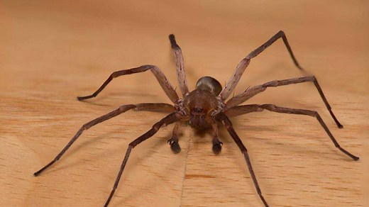 Crazy facts about rain spiders