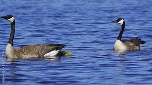 Female Canadian Goose with Goslings at Edmonton Lake, Canada in Spring