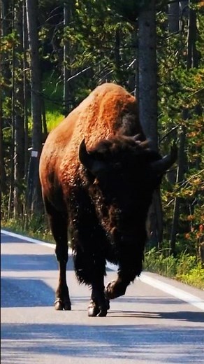 The American Bison: A True Survivor