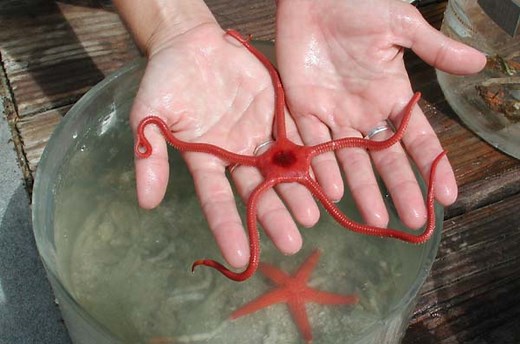 Serpent Starfish Care: description, facts, reef safety