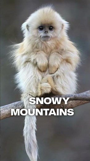 Golden Snub-Nosed Monkey – The Real-Life Baby Alien of the Mountains