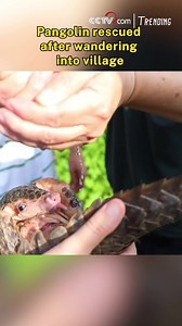 A pangolin wandered into a village late at night in Ganzhou City, east China’s Jiangxi Province. Locals came together to help guide it safely back to the forest. #ChorusofLife | CCTV