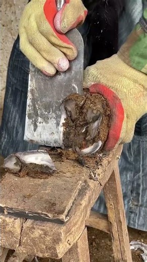The hoof has grown again inside the hoof, the master must repair!