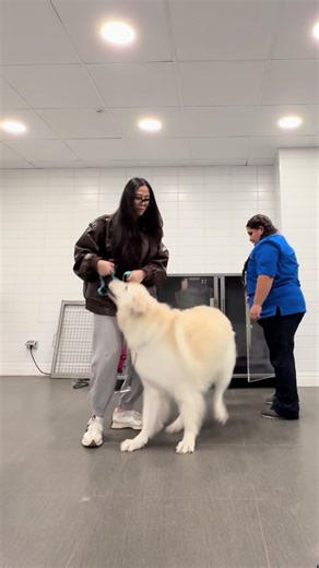 Loki's Peluquería Experience at Superzoo