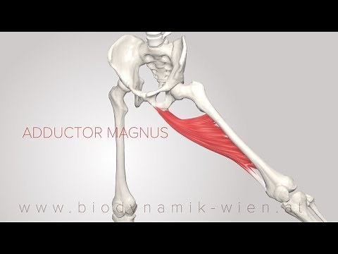 Adductor Magnus 3D Animation 4k